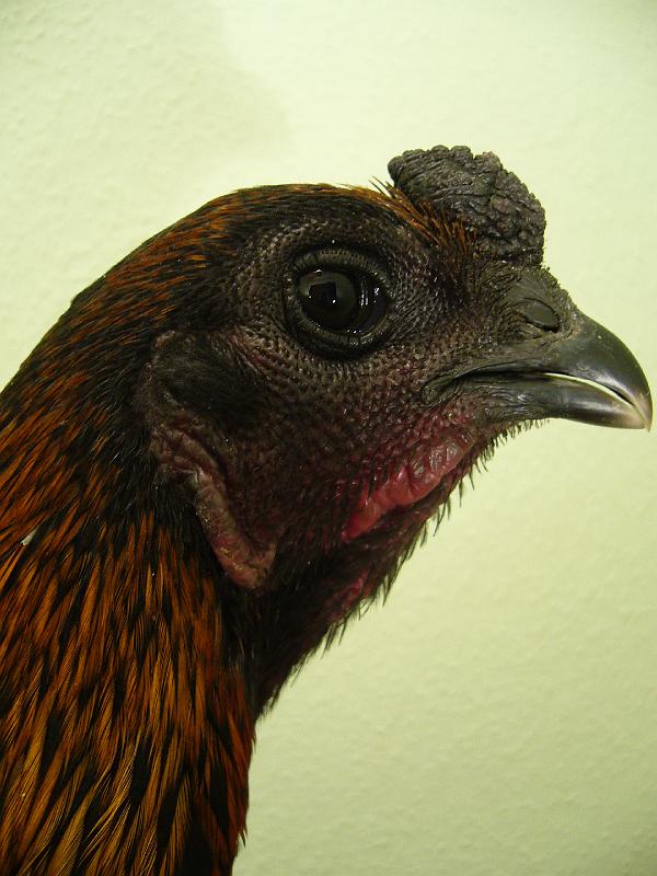 Munster 2009 286.jpg - Brügger Zwergkämpfer schwarzrot von Thorsten von Oesen